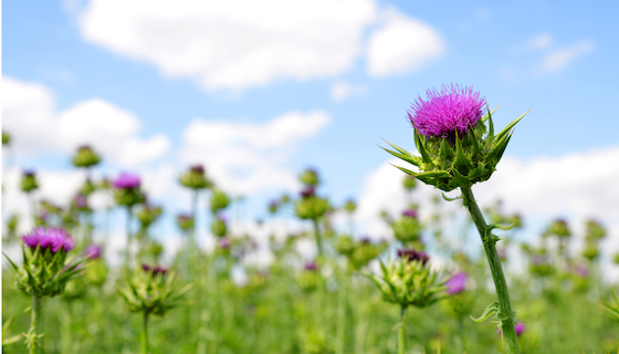 Milk Thistle and Cancer