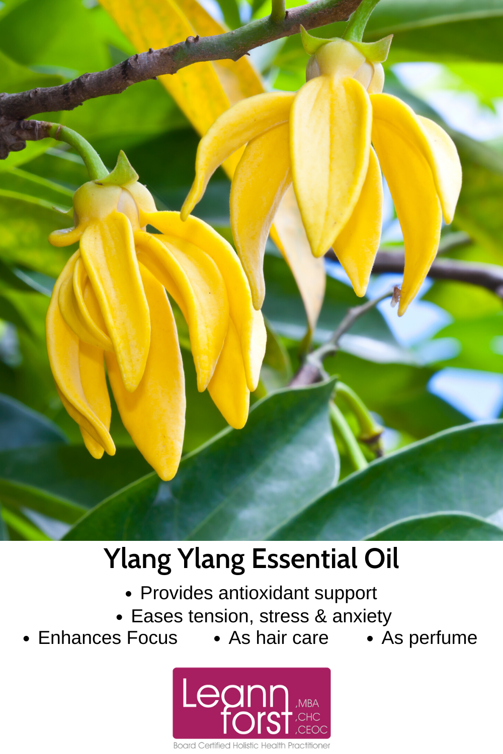 Ylang Ylang Essential Oil | LeannForst.com