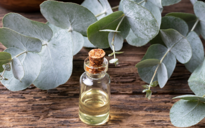 Benefits of Eucalyptus Essential Oil