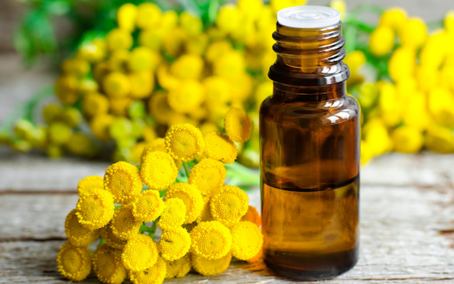 Blue Tansy Oil for Hair: The Secret to Strong and Shiny Locks - wide 6