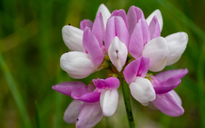 Astragalus and Cancer